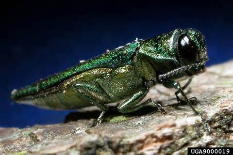 EAB.jpg