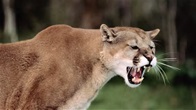 Mlion.jpg