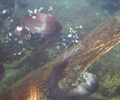 Riverotter.jpg