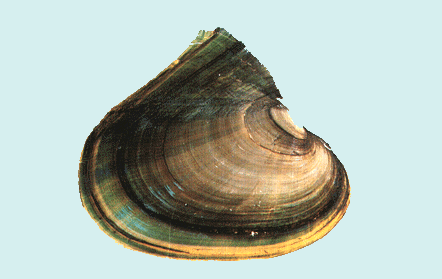 Pheel.GIF