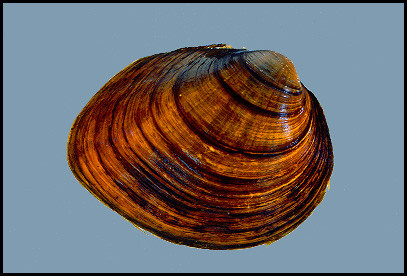 Round pigtoe.jpg