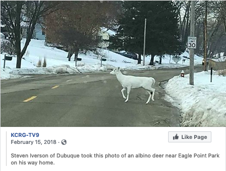 Albinodeer.png