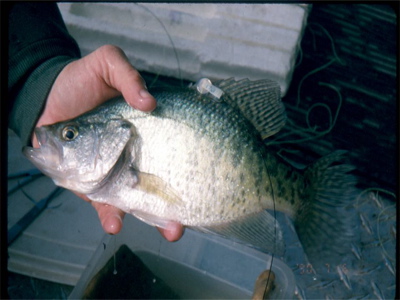 Crappie.jpg