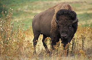 Bison.jpg