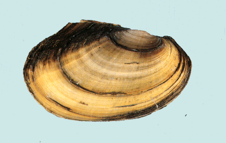 PAPERSHELL.GIF