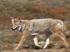 Coyotes.jpg