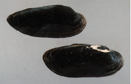 Blacksandshell.GIF
