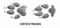 Cwtracks2.jpg