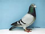 Pigeon1.jpg