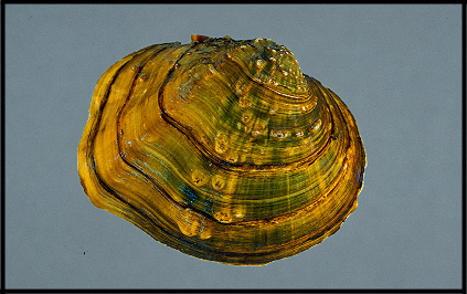 Thumbnail for version as of 02:04, 7 April 2009