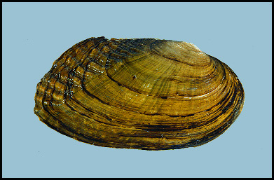 Fluted.jpg