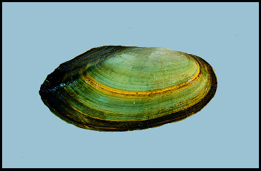 Pondshell.jpg
