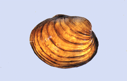 Hickorynut.GIF