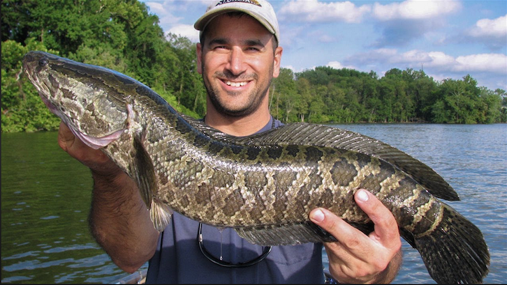 Snakehead3.png