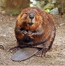 Beaver1.jpg