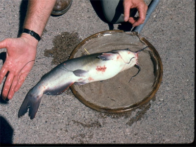 Catfishantenna.jpg